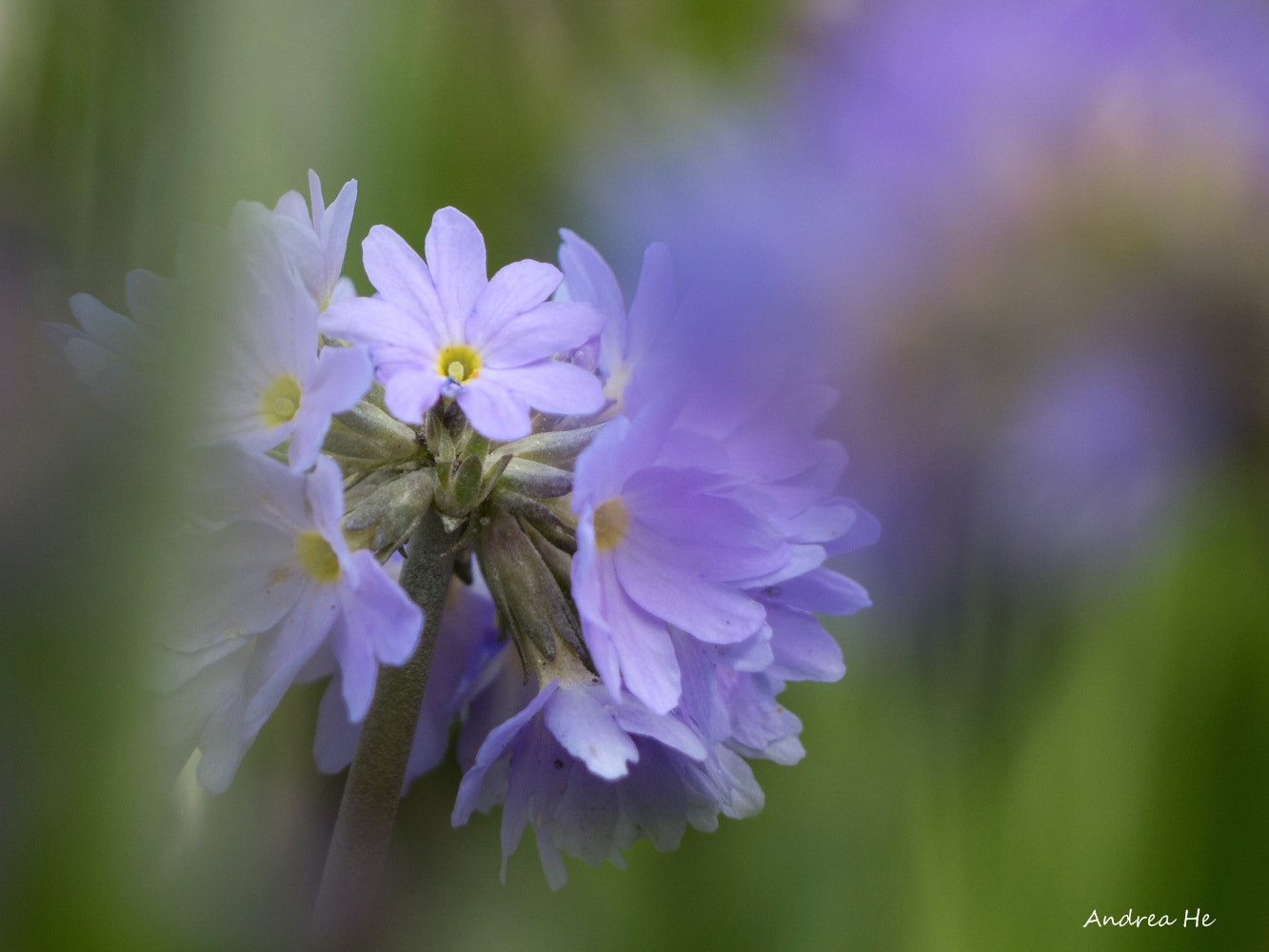 Panasonic Lumix DMC-G5 sample photo. Botanischer garten 6 photography