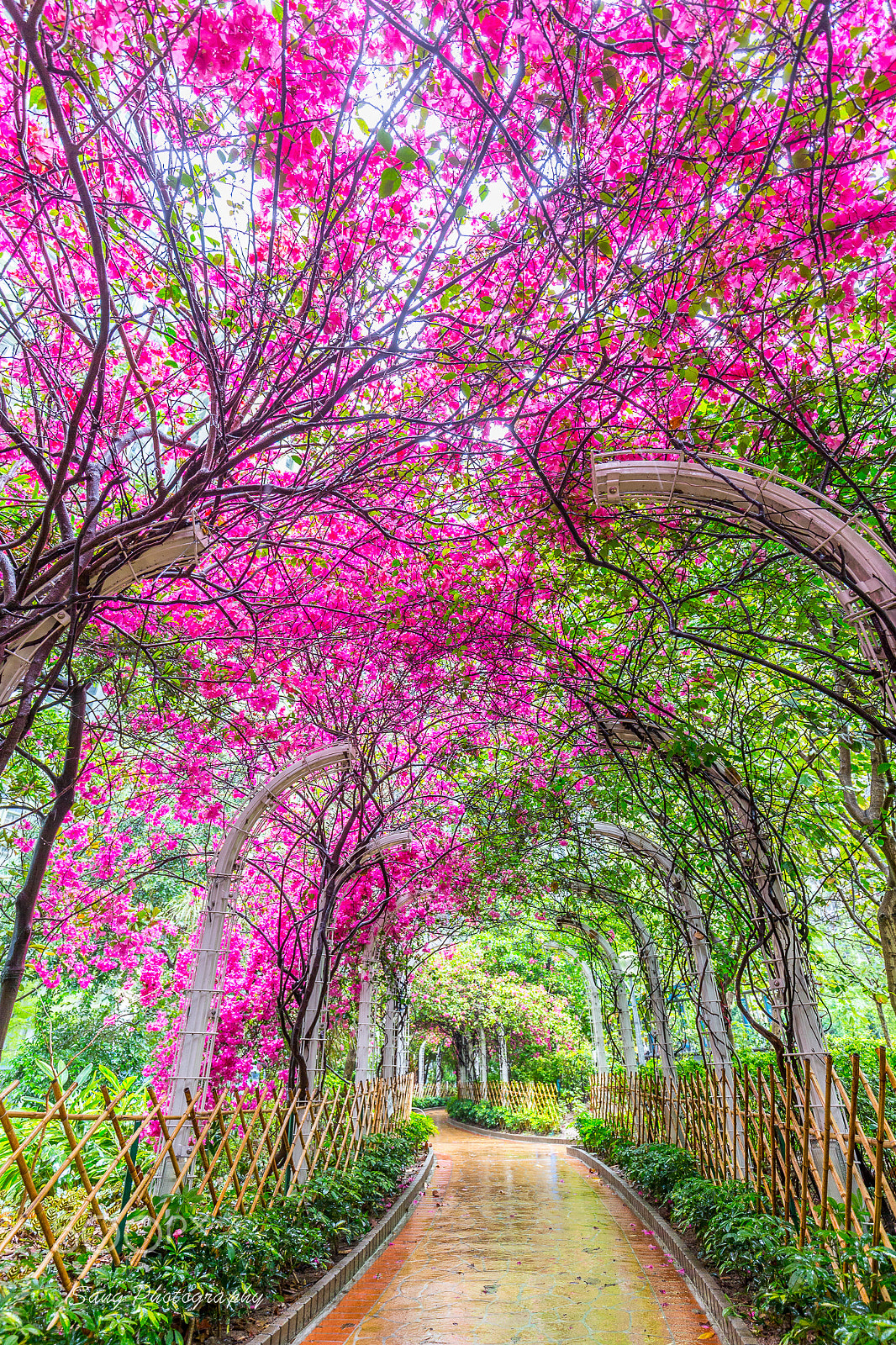 Canon EOS-1D X + Canon EF 16-35mm F4L IS USM sample photo. Flower tunnel photography