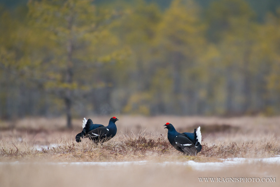 Nikon AF-S Nikkor 300mm F2.8G ED VR II sample photo. Black grouses in the bog photography