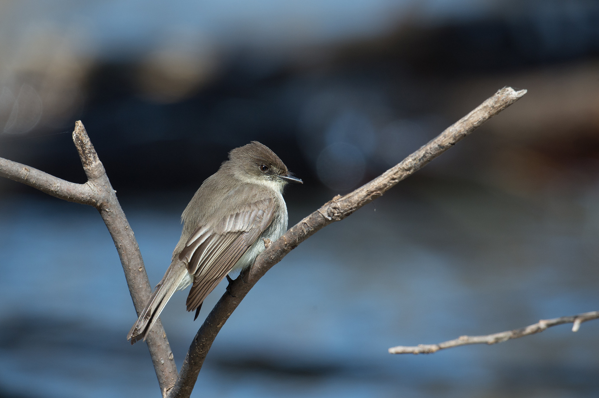 Sigma 24-60mm F2.8 EX DG sample photo. Moucherolle phebi - sayornis phoebe - eastern phoebe photography