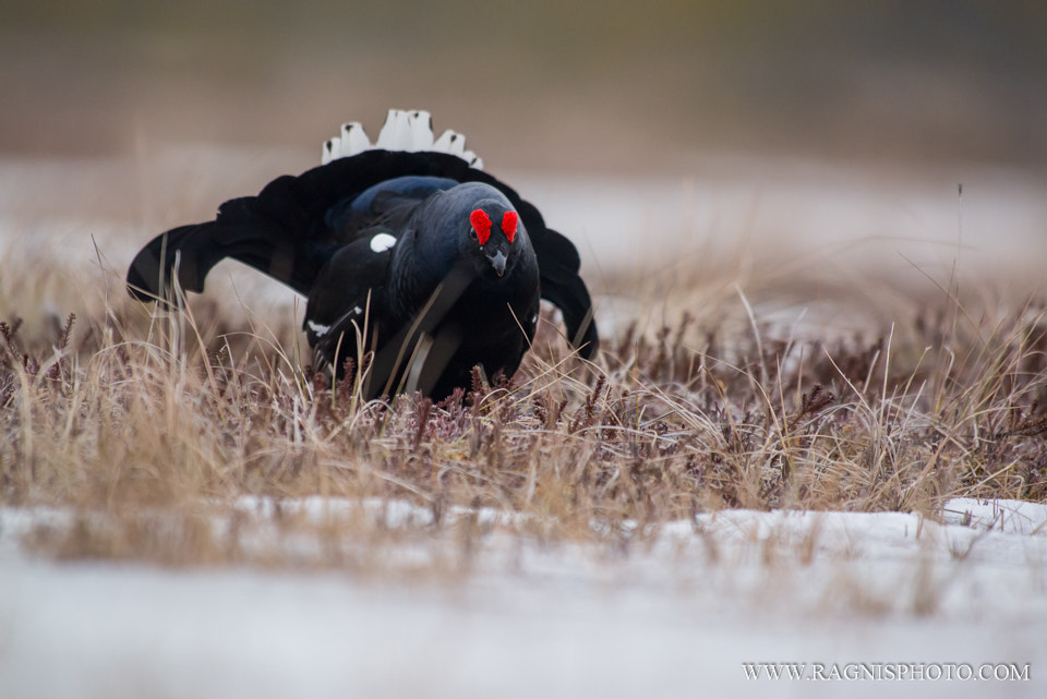 Nikon AF-S Nikkor 300mm F2.8G ED VR II sample photo. Black grouse photography