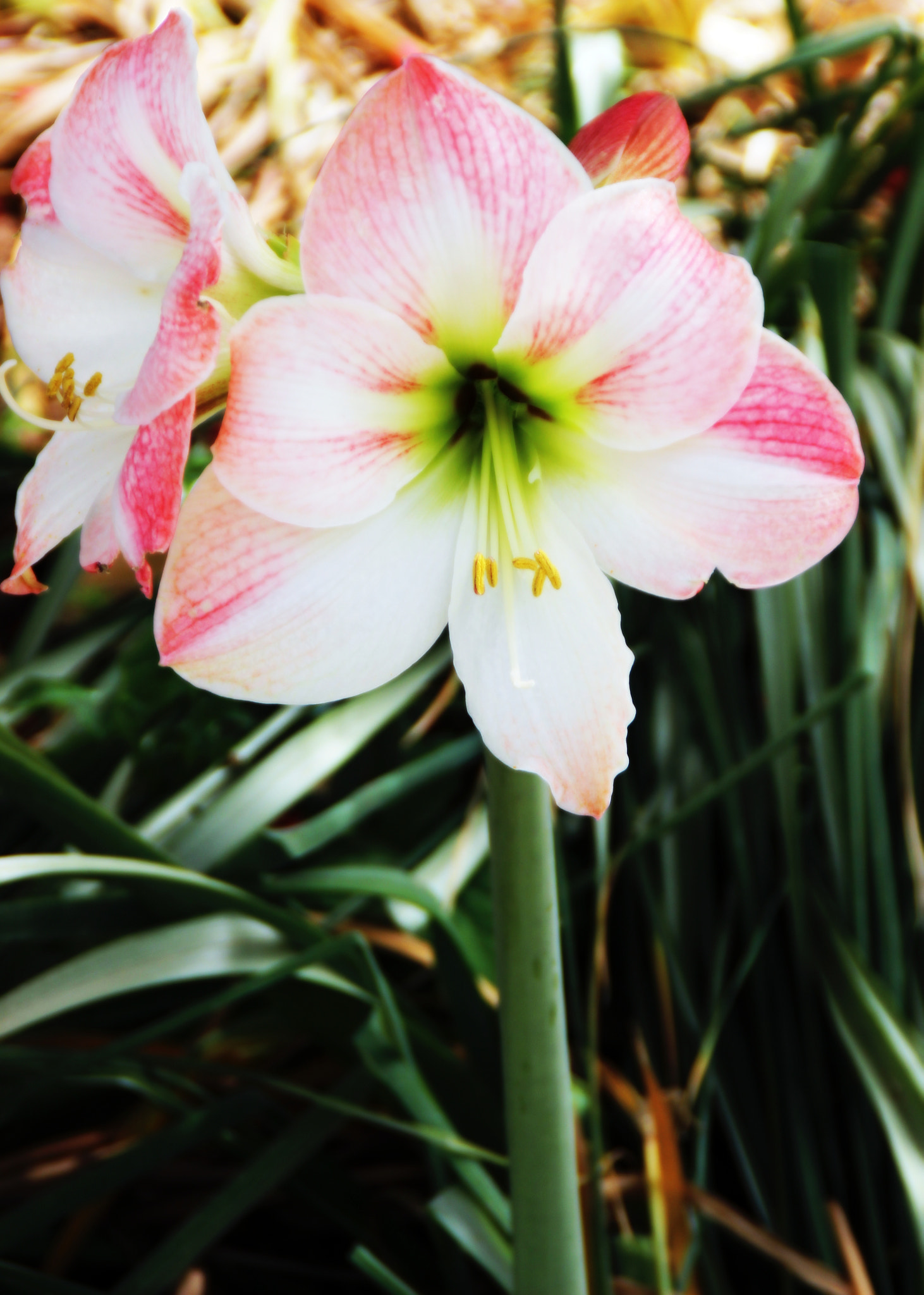 Canon EF 70-200mm F2.8L IS USM sample photo. Red_white photography