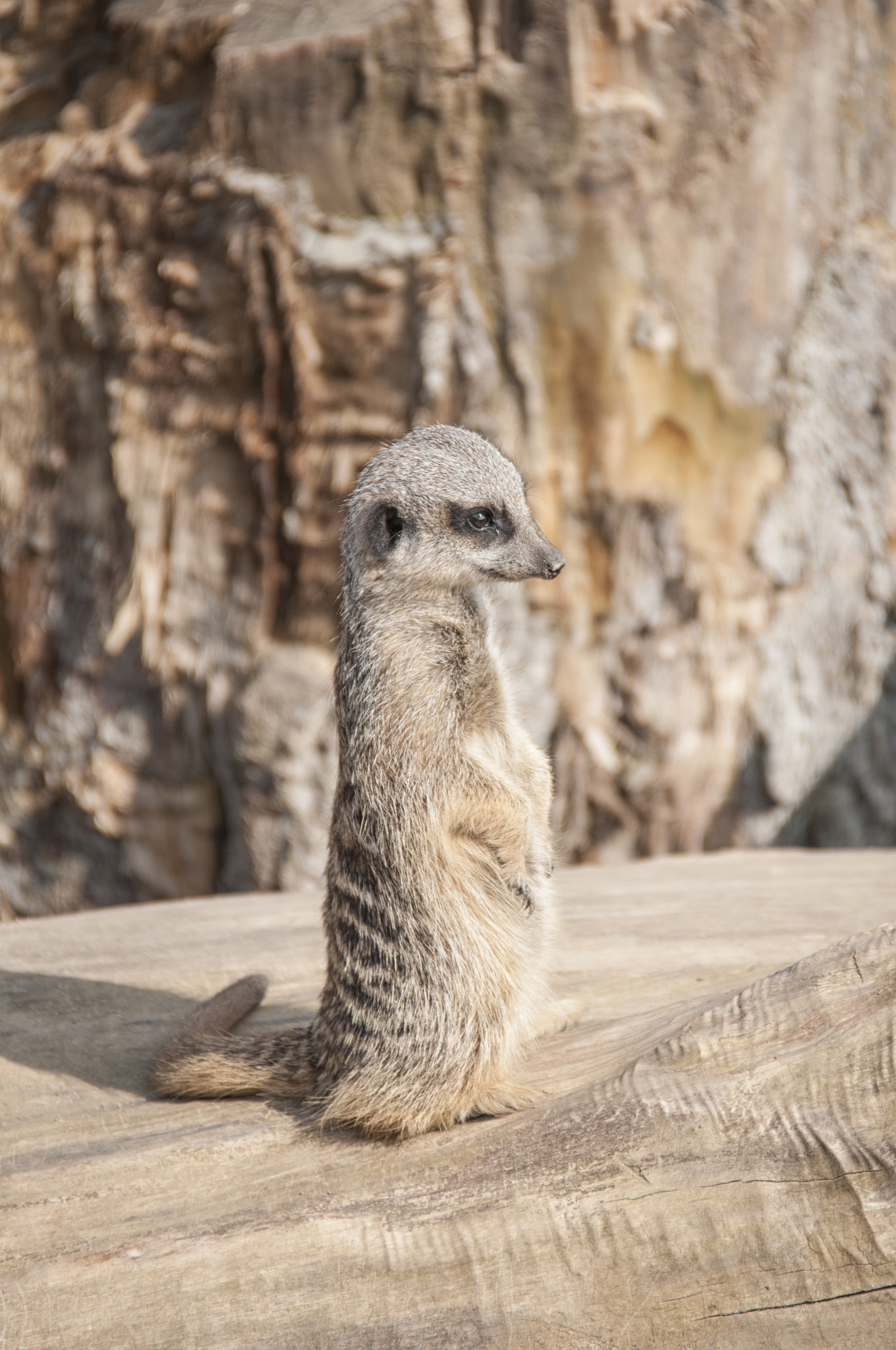 Nikon D300S sample photo. Meerkat - 2 photography