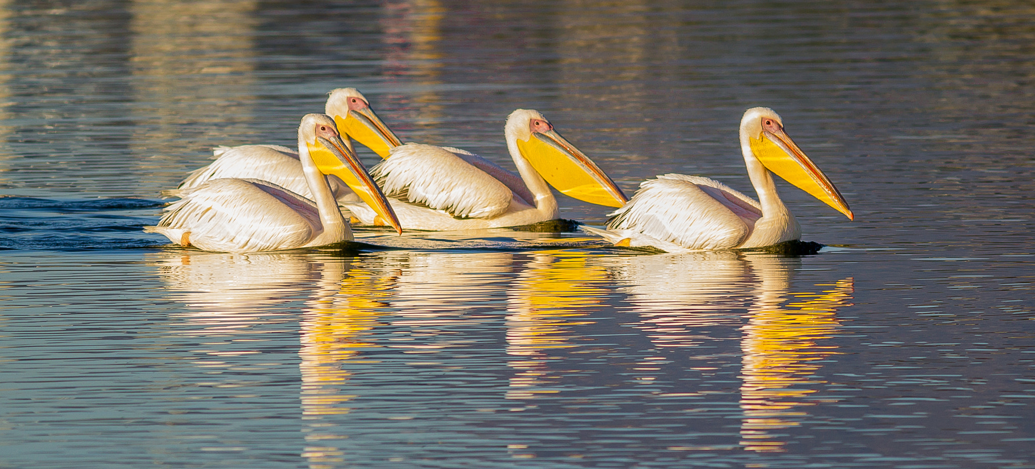 Canon EOS 1200D (EOS Rebel T5 / EOS Kiss X70 / EOS Hi) + Canon EF 400mm F5.6L USM sample photo. Pelicans at sunrise photography