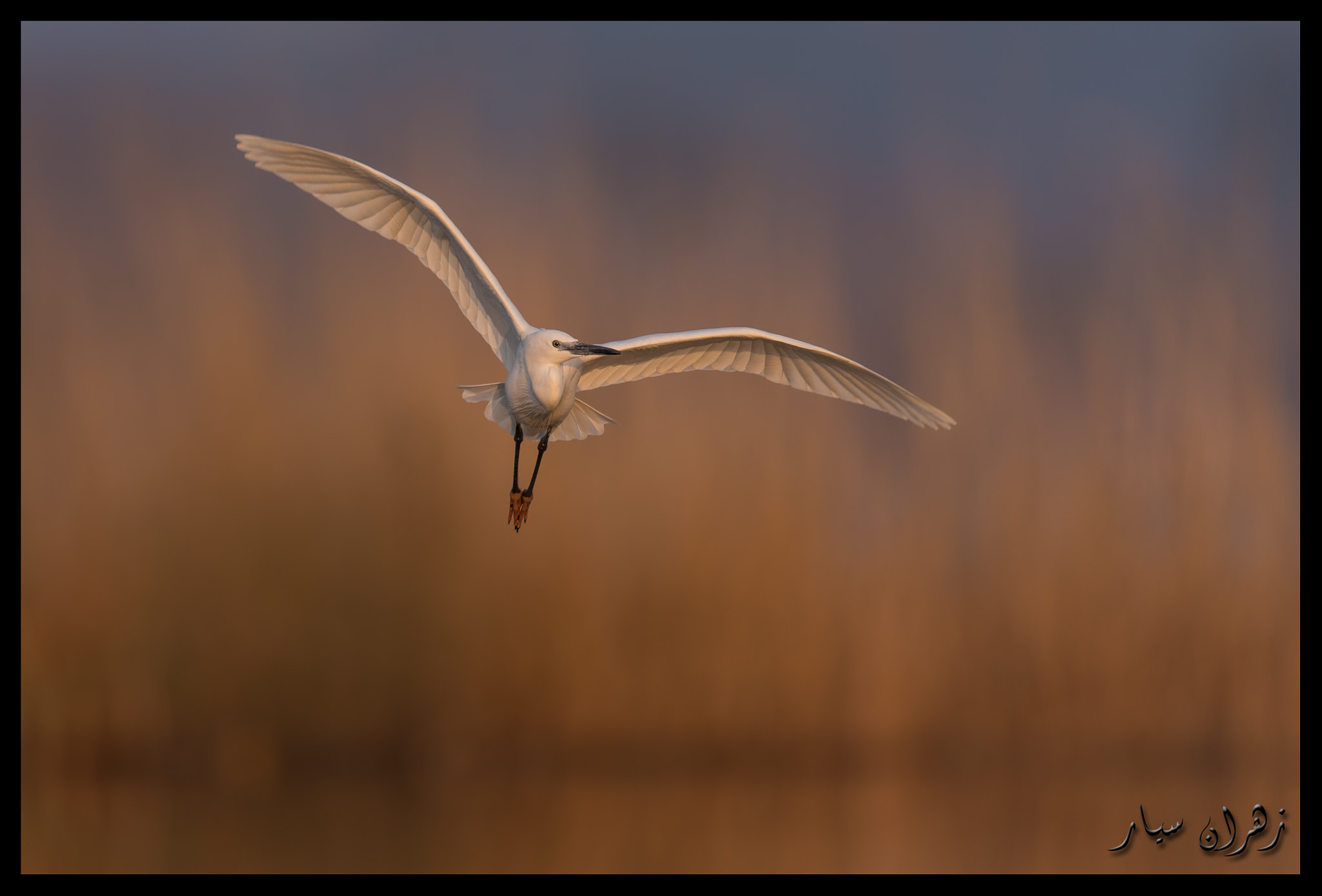 Nikon D750 + Nikon AF-S Nikkor 600mm F4G ED VR sample photo. Flying at sunrise ! photography