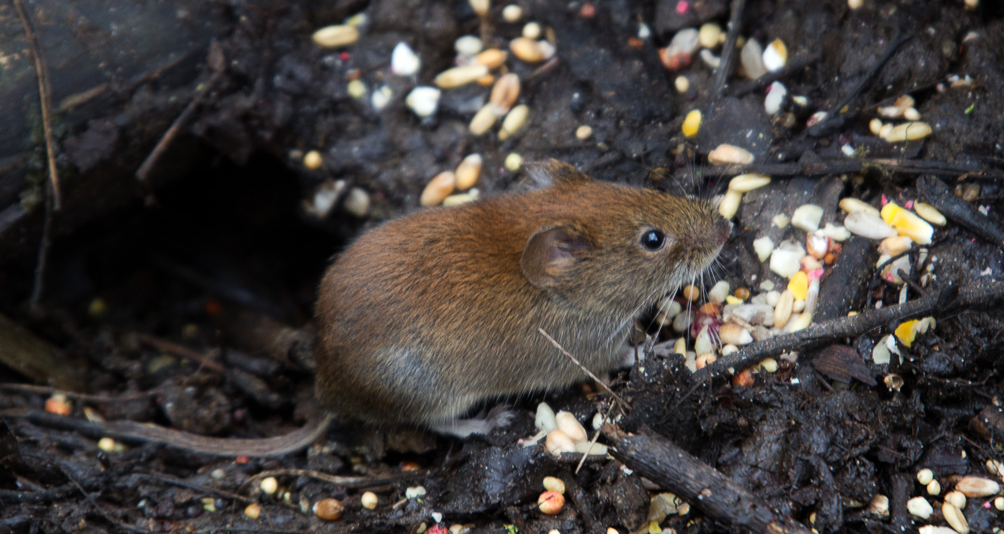 Sigma 50-500mm f/4-6.3 APO HSM EX sample photo. Bank vole photography