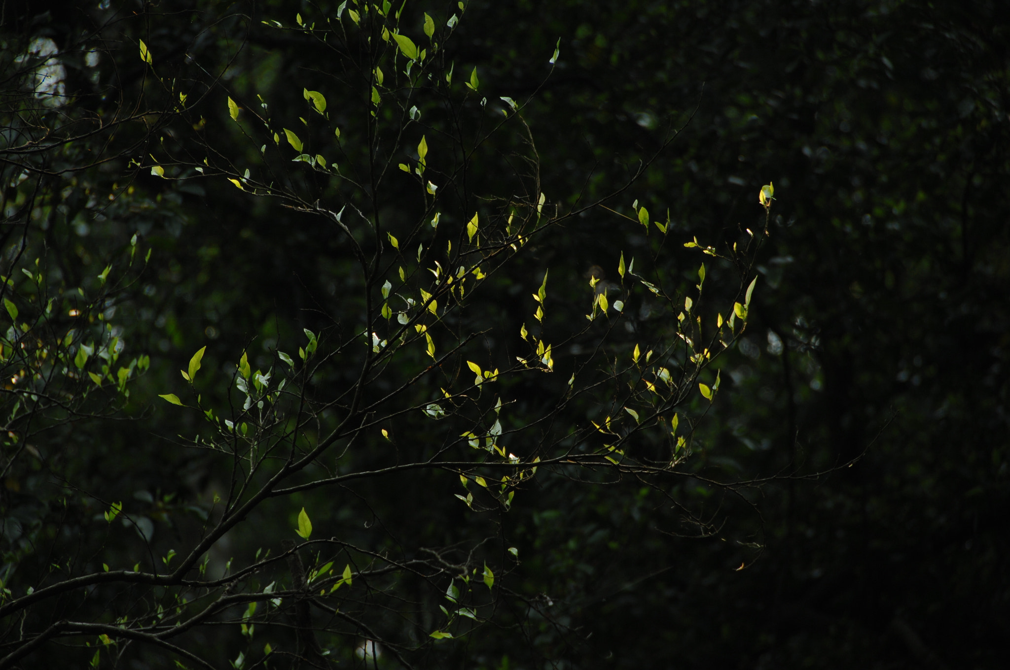 Nikon D2X sample photo. .. photography
