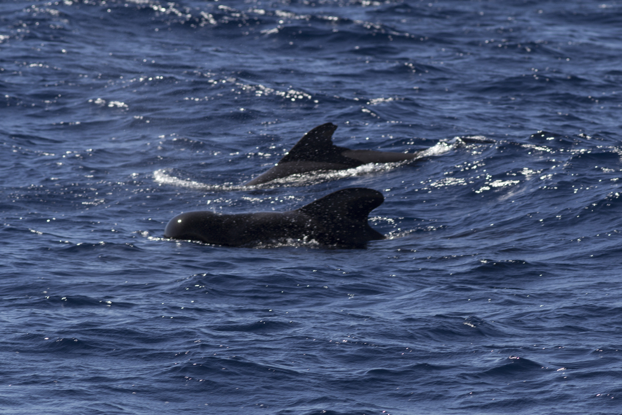 Canon EOS 600D (Rebel EOS T3i / EOS Kiss X5) + Canon EF 200mm F2.8L II USM sample photo. Whale watching photography