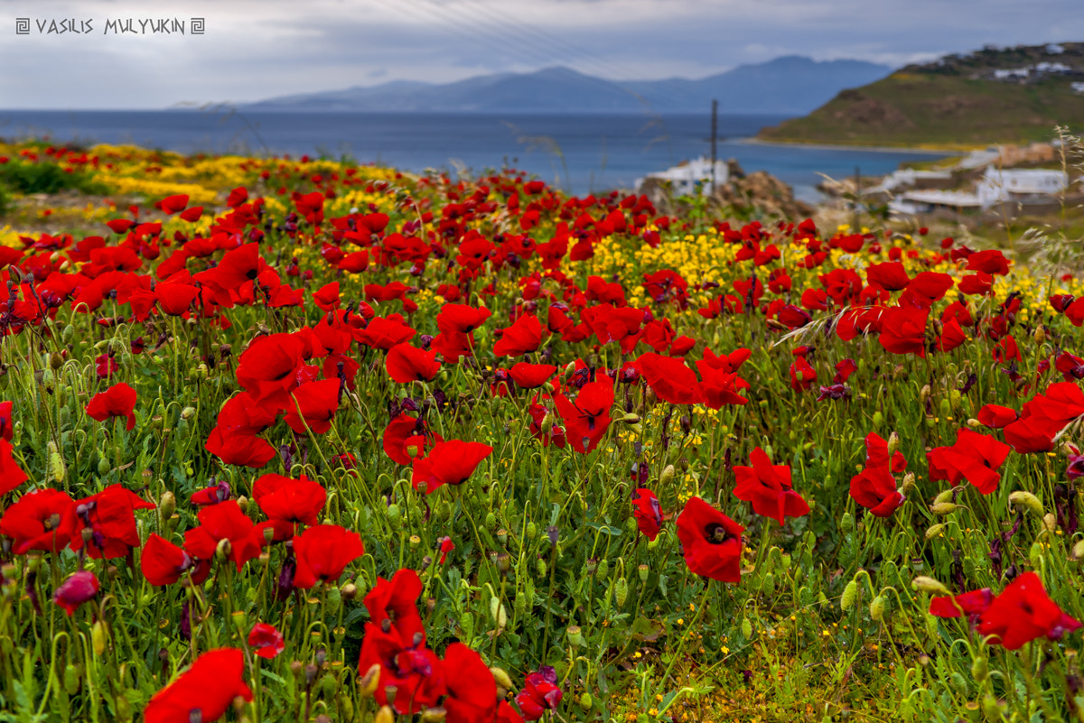 Sony Alpha DSLR-A900 + Minolta AF 28-70mm F2.8 G sample photo. Mυkonoς photography