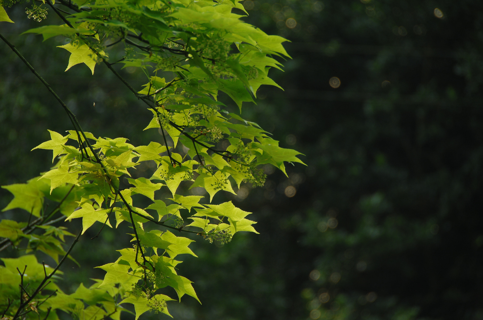 Nikon D2X sample photo. .. photography