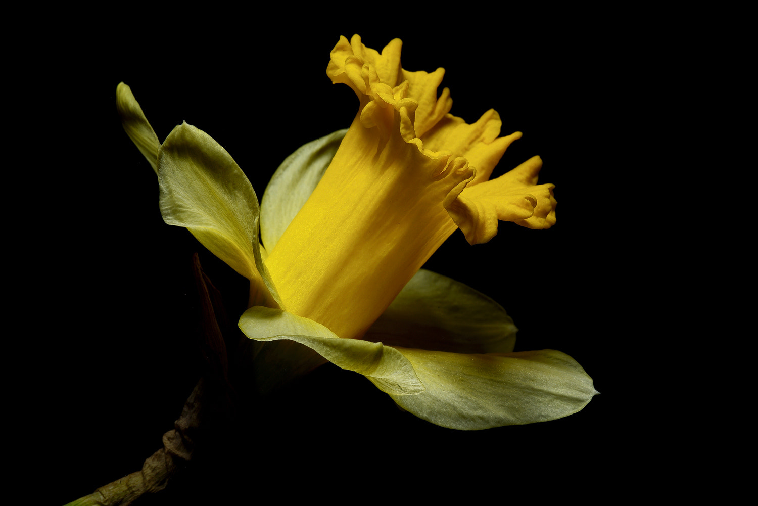 100mm F2.8 SSM sample photo. Yellow centered trumpet photography