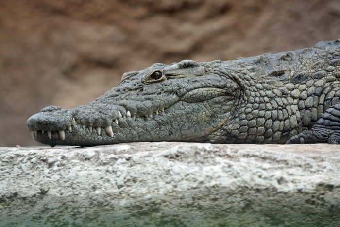 Canon EOS 450D (EOS Rebel XSi / EOS Kiss X2) sample photo. Http://www.cotswoldbarnholidays.co.uk/  crocodiles of the world. burford road, brize norton, ox18... photography
