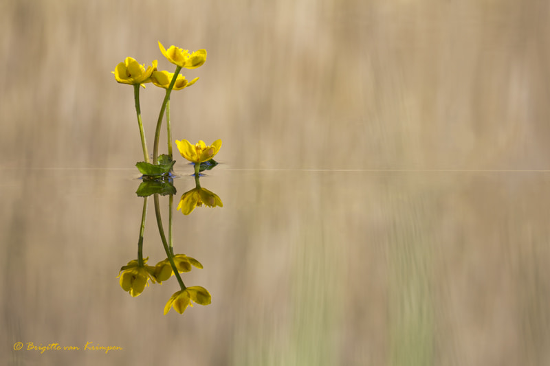 Canon EF 100-400mm F4.5-5.6L IS II USM sample photo. Yellow and green photography