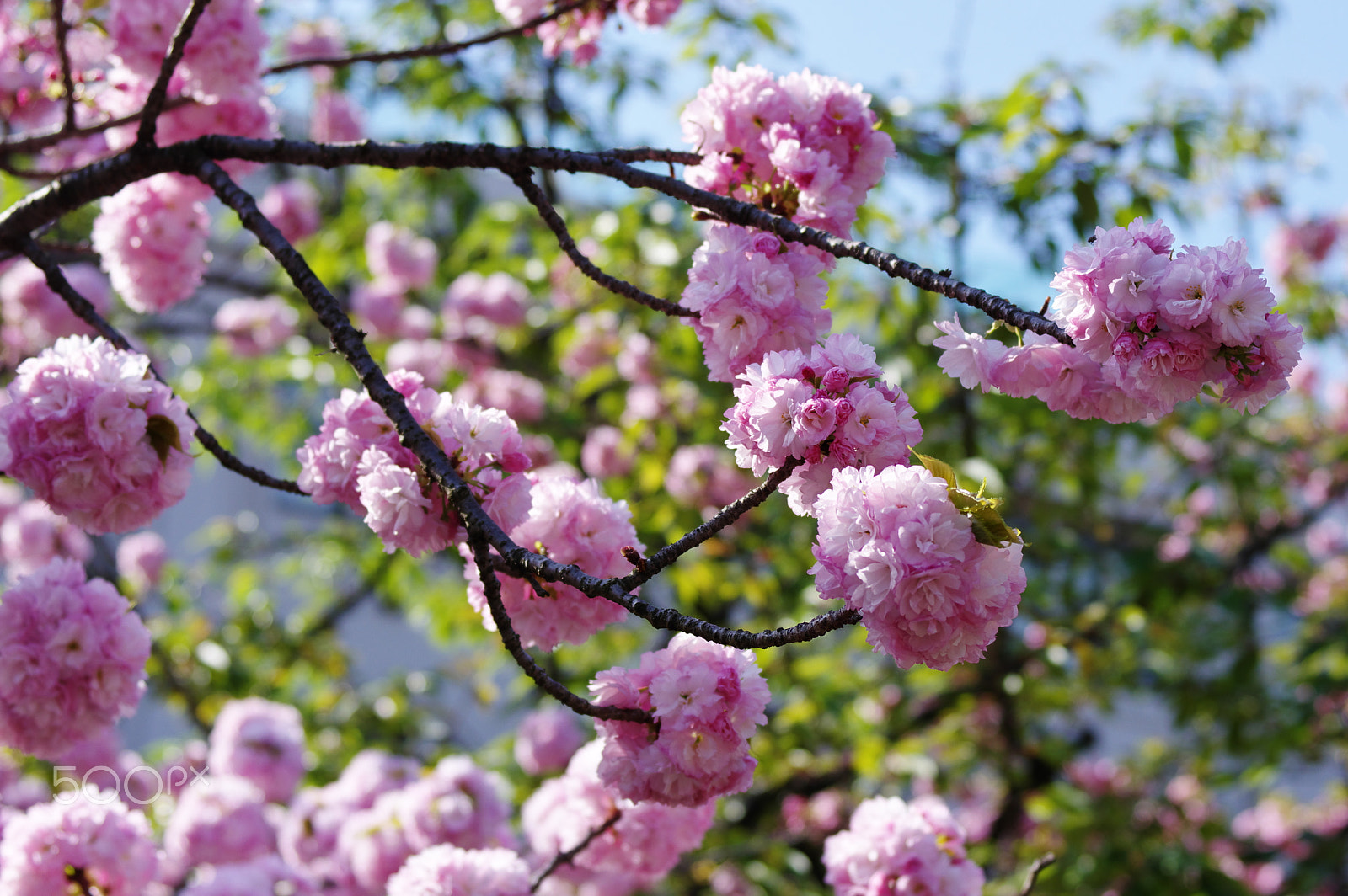 Pentax K-3 + HD Pentax DA 40mm F2.8 Limited sample photo. Pink sakura photography