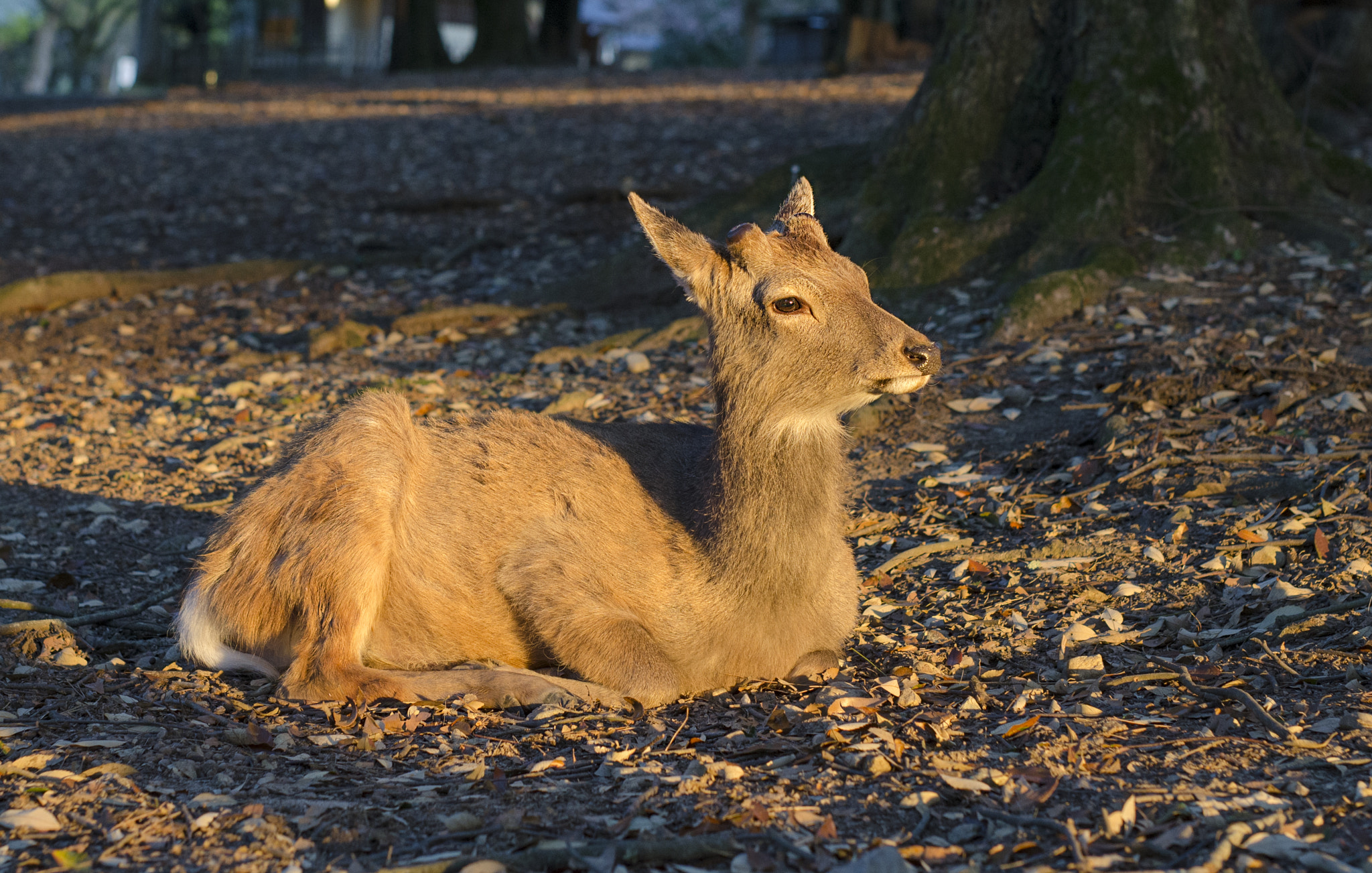 Nikon D7000 + Sigma 50mm F1.4 DG HSM Art sample photo. Nara deer photography