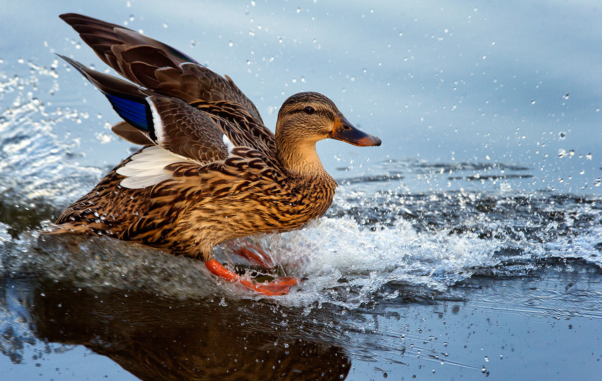 Canon EF 300mm F2.8L IS USM sample photo. Splashdown photography