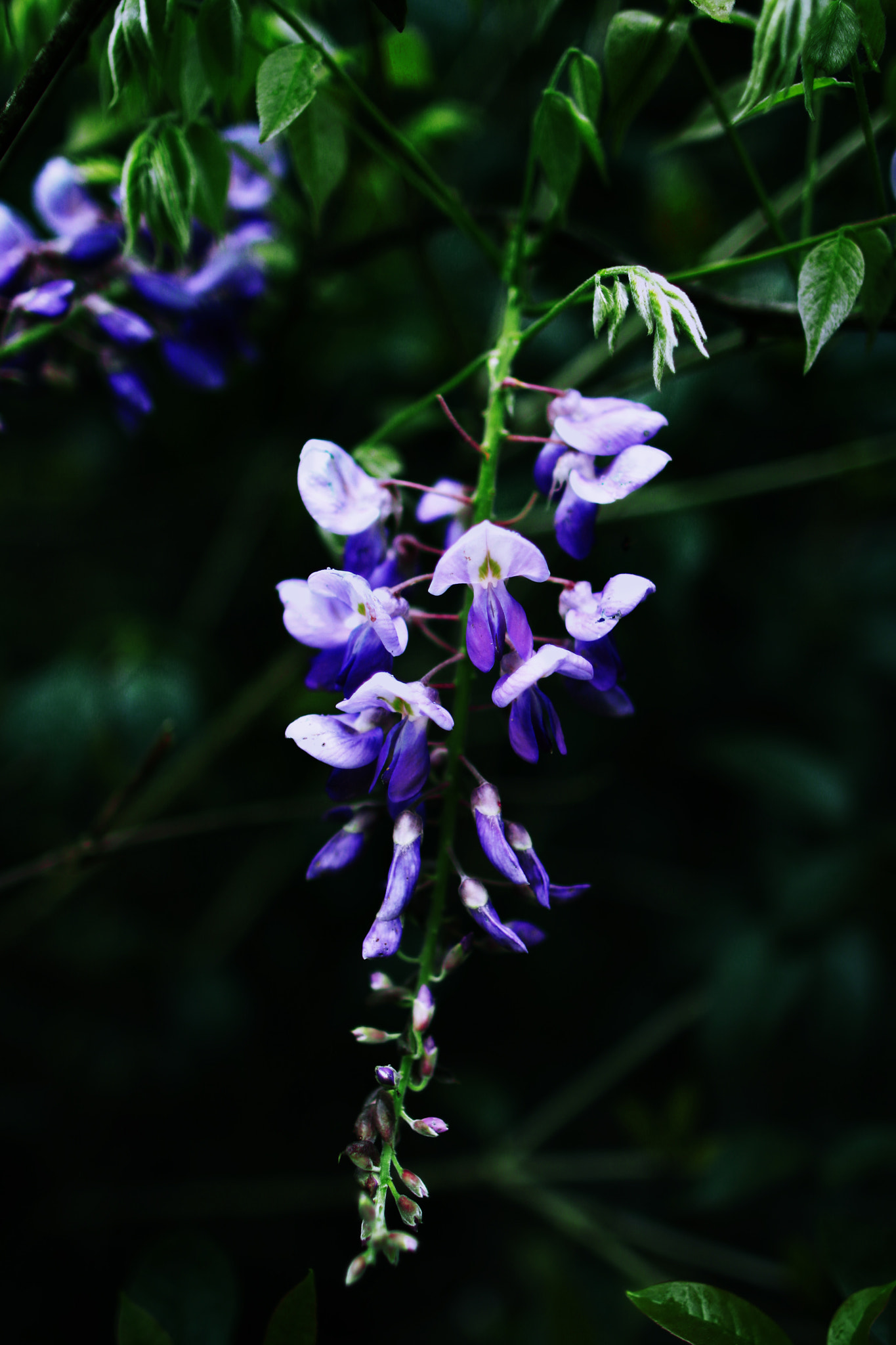 Canon EF 24mm F1.4L II USM sample photo