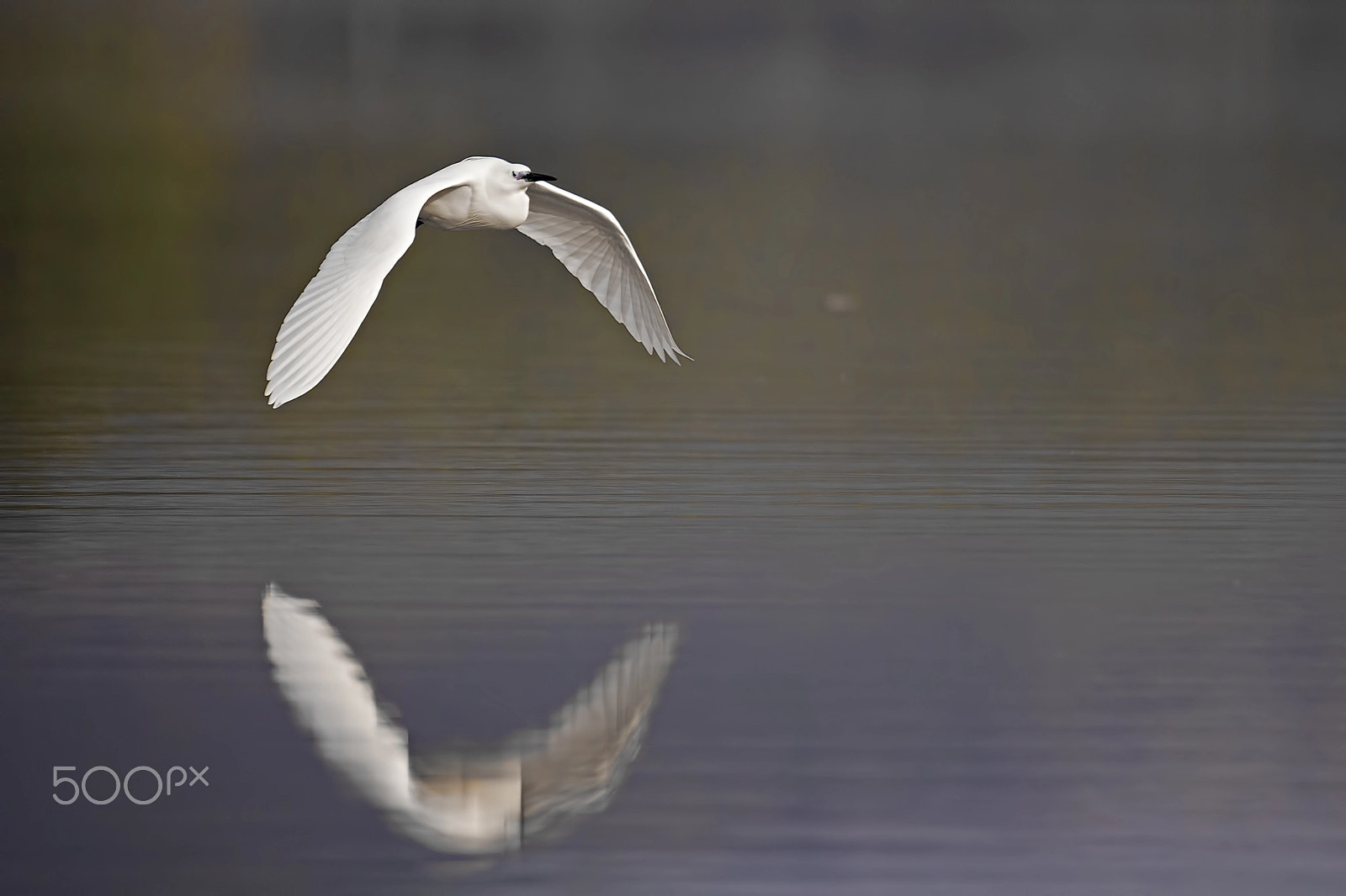 Sigma 150-600mm F5-6.3 DG OS HSM | C sample photo. Garzetta photography