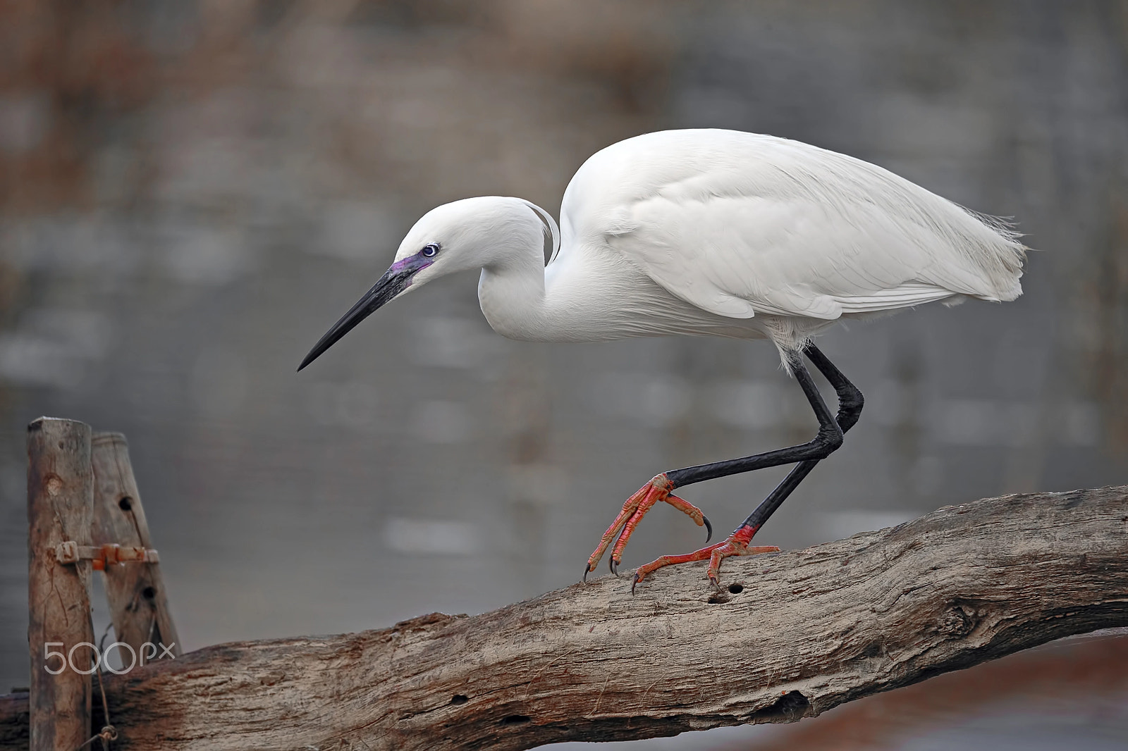 Sigma 150-600mm F5-6.3 DG OS HSM | C sample photo. Garzetta photography