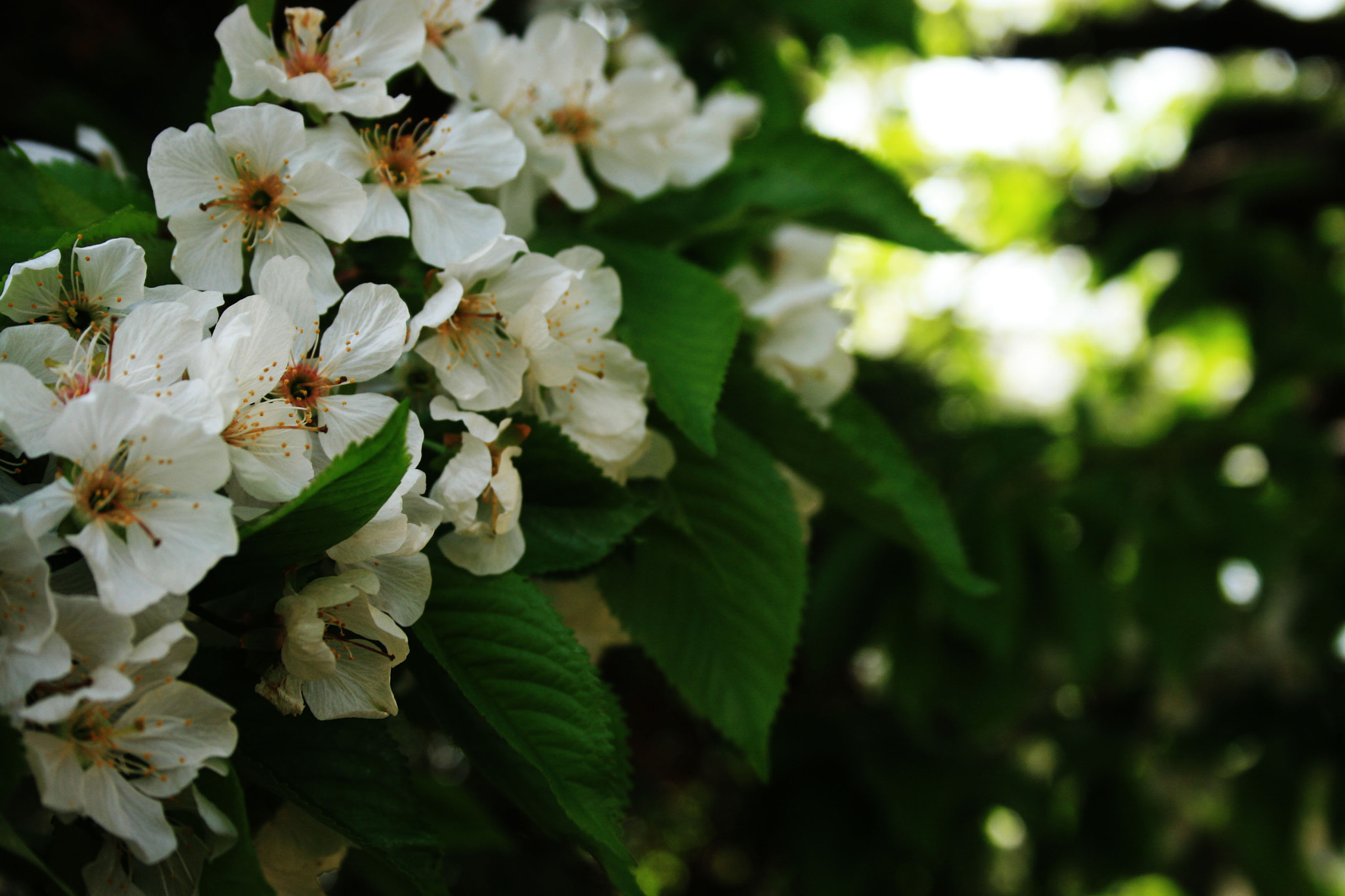 Canon EF-S 18-55mm F3.5-5.6 sample photo. :d photography
