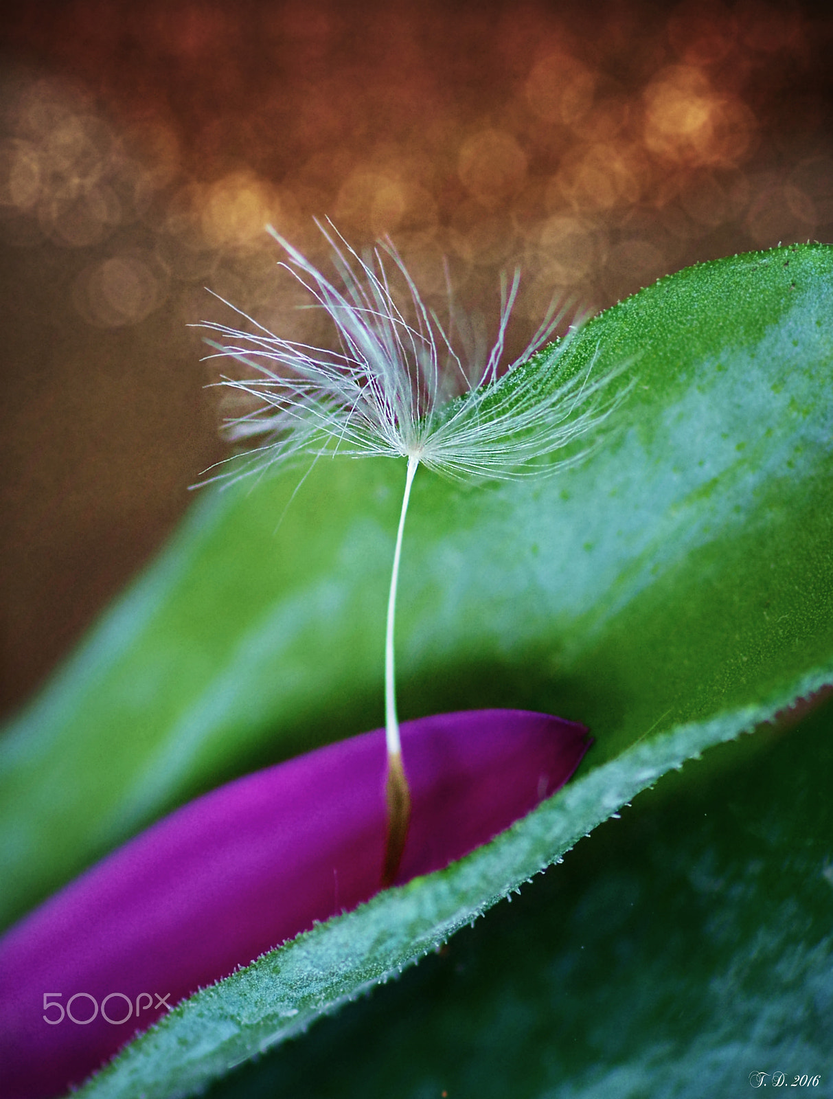 Pentax smc D-FA 100mm F2.8 macro sample photo. Arabesque photography