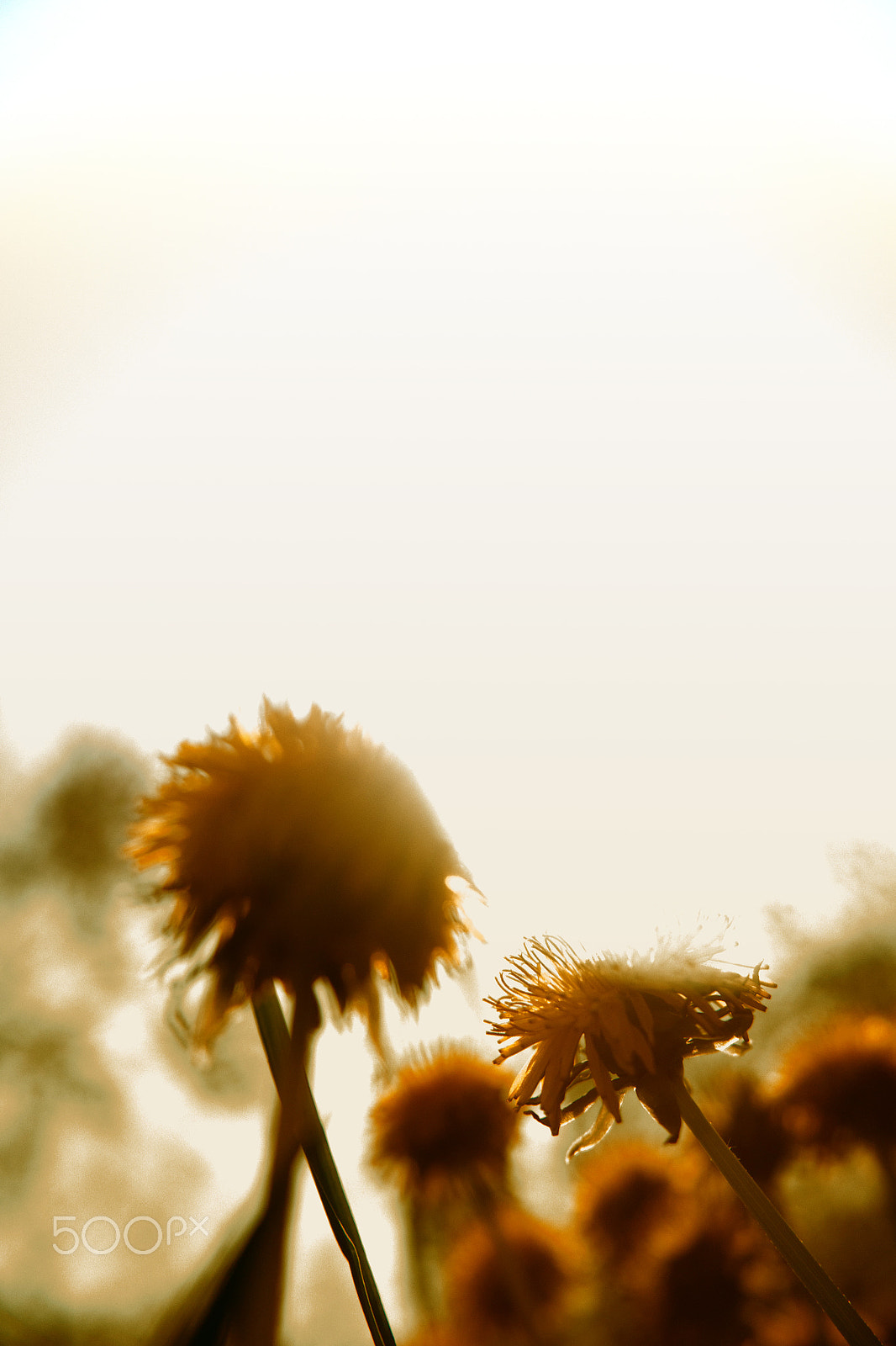 Samsung NX 20-50mm F3.5-5.6 ED sample photo. Sunny photography