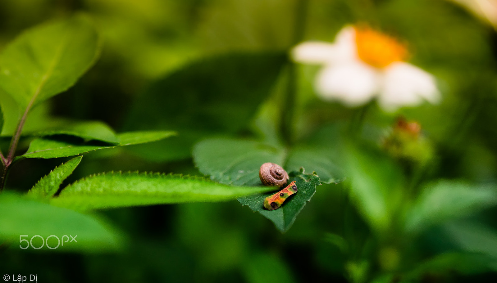 Nikon D5300 + AF Zoom-Nikkor 35-135mm f/3.5-4.5 N sample photo. I like marco, because it makes me feel lighter photography