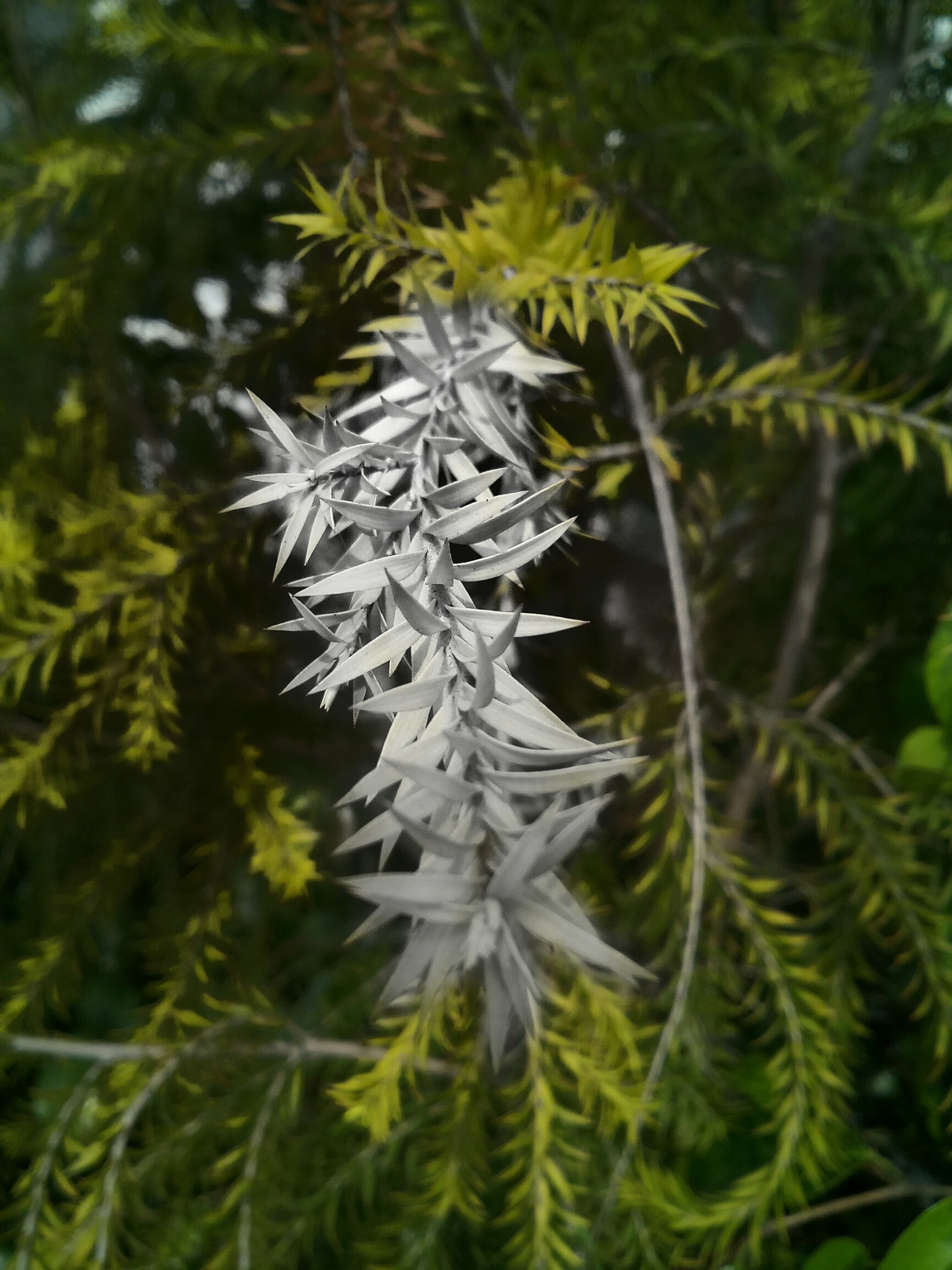 Micromax Canvas A1 sample photo