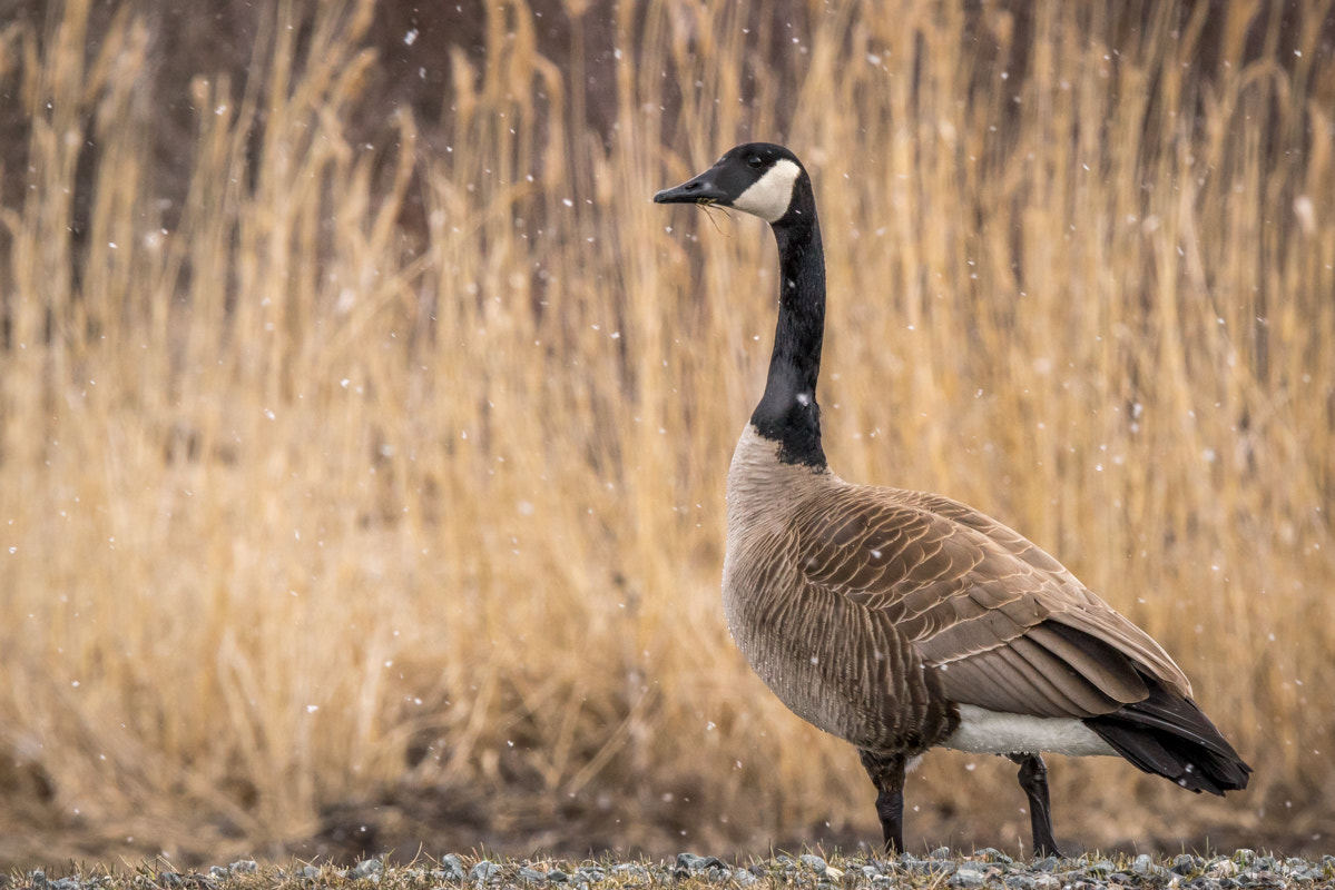 Sony a7R + Tamron SP 150-600mm F5-6.3 Di VC USD sample photo. Bernache qui me fait la pose :) photography