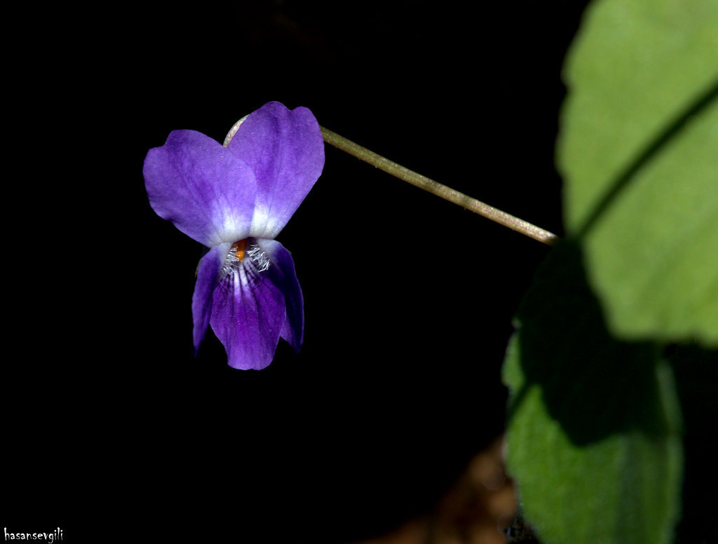 Sigma APO Macro 150mm f/2.8 EX DG HSM sample photo. Viola photography