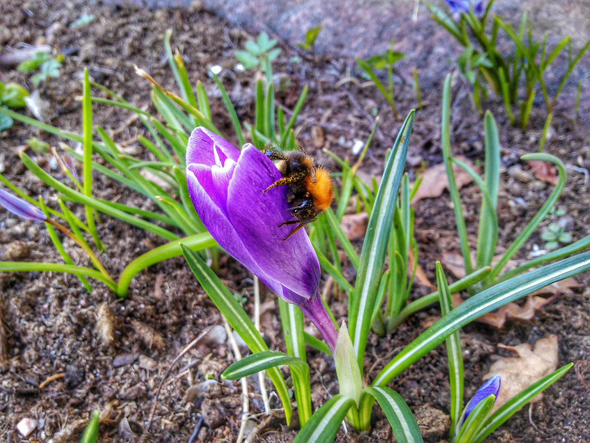 LG D620R sample photo. Tiny bumblebee photography