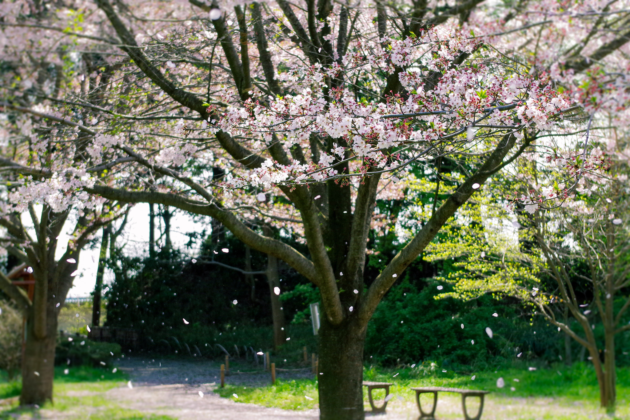 Pentax DA 18-50mm F4.5-5.6 DC WR RE sample photo. Spring snow photography