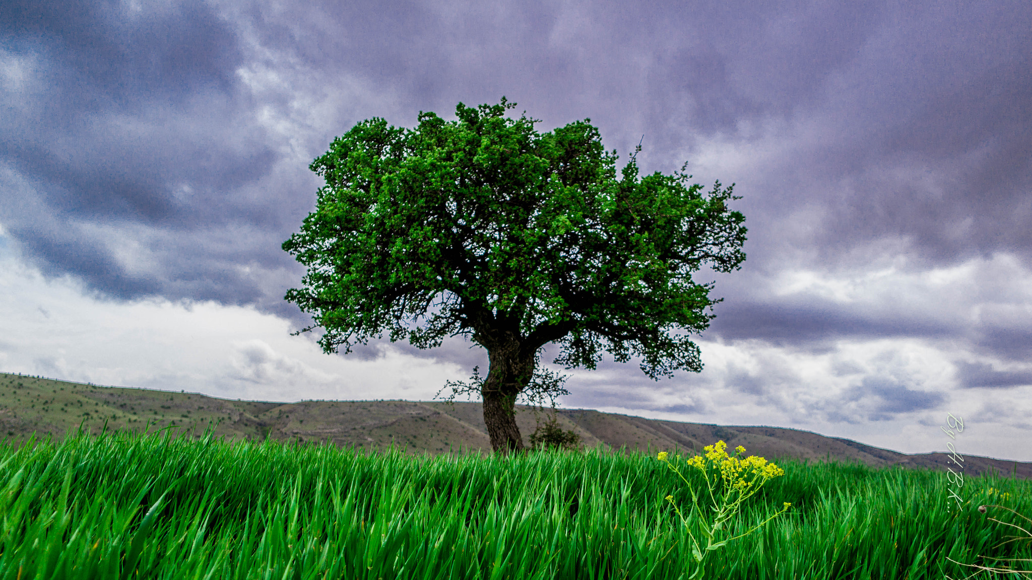 Samsung NX 16mm F2.4 Pancake sample photo. Tree photography