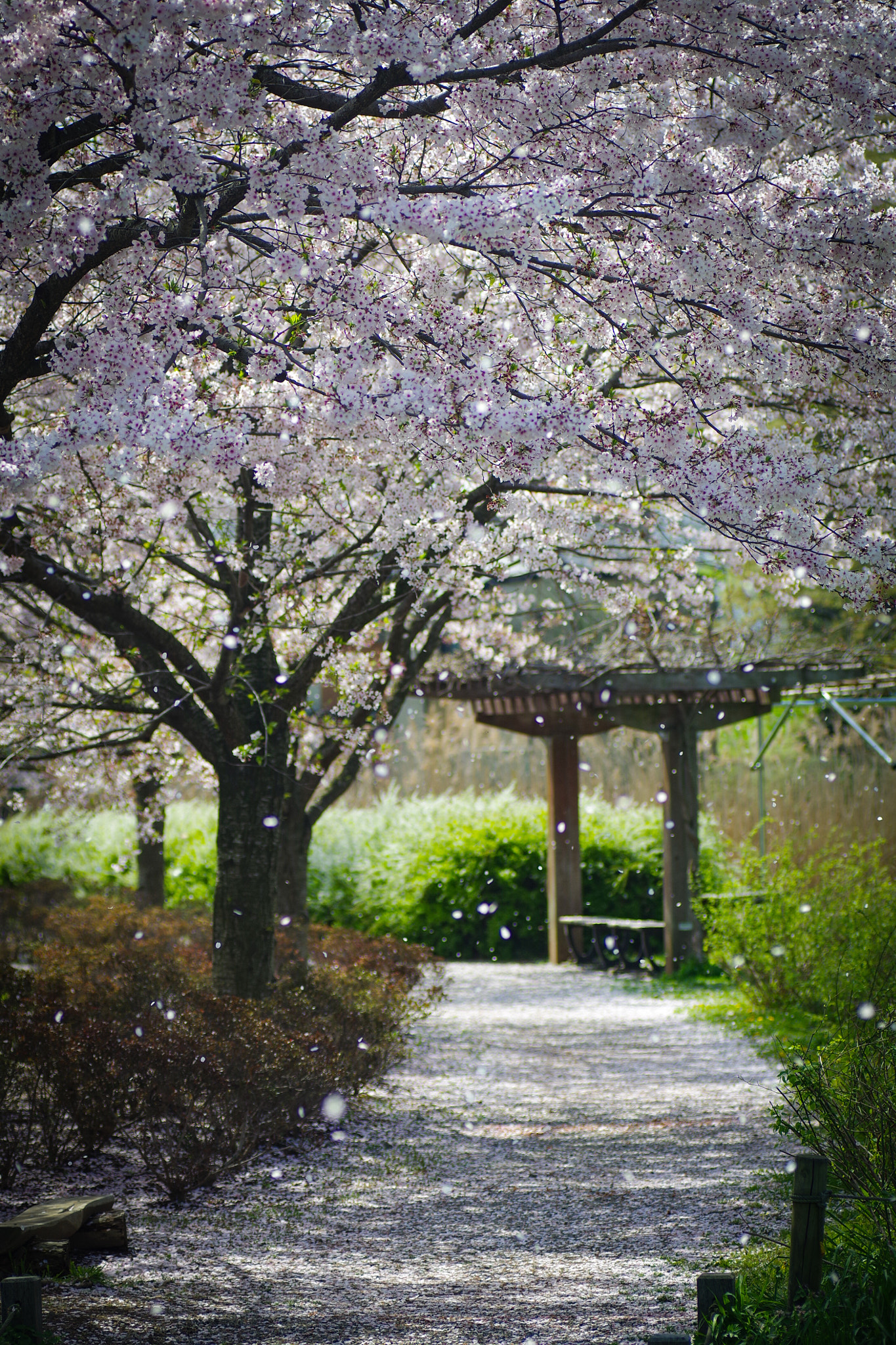 Pentax K-S1 + Tamron SP AF 90mm F2.8 Di Macro sample photo. Cherry blossom road photography