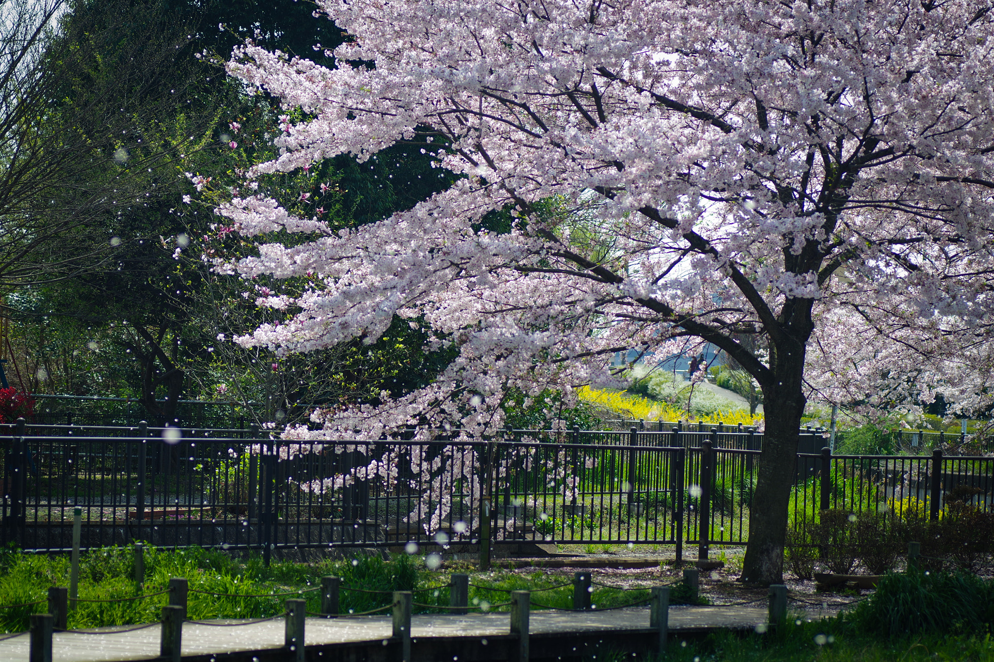 Pentax K-S1 sample photo. 風舞 photography