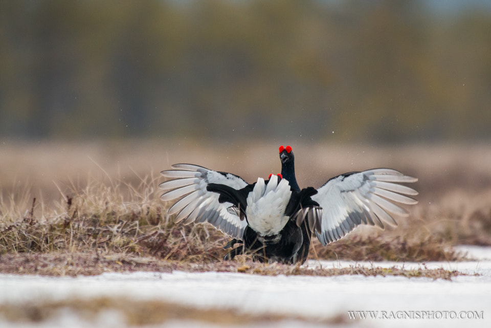 Nikon AF-S Nikkor 300mm F2.8G ED VR II sample photo. Black grouse fighting photography