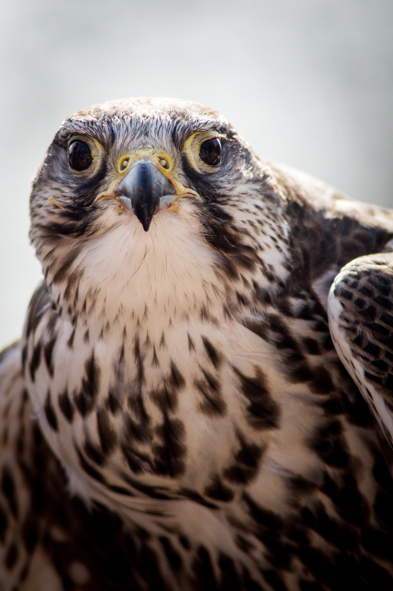 Tamron 200-400mm F5.6 LD sample photo. Saker falcon photography