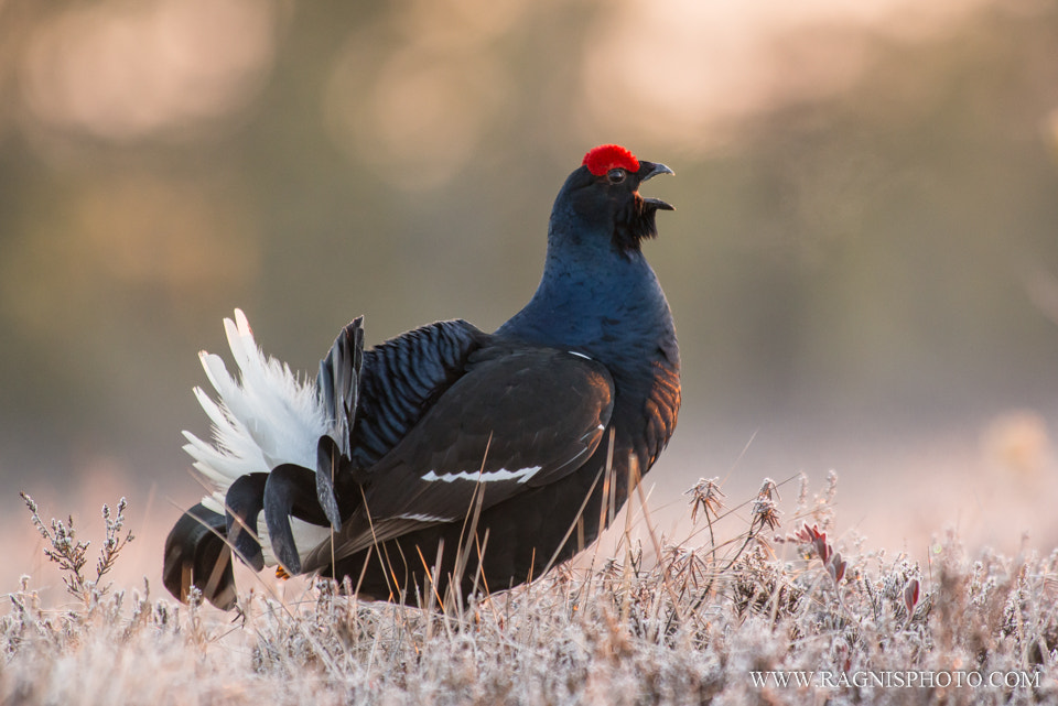 Nikon AF-S Nikkor 300mm F2.8G ED VR II sample photo. Black grouse photography