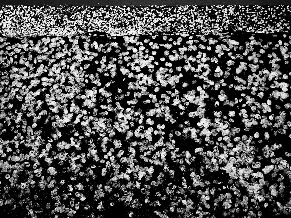 Olympus PEN E-P5 sample photo. Sakura pattern photography
