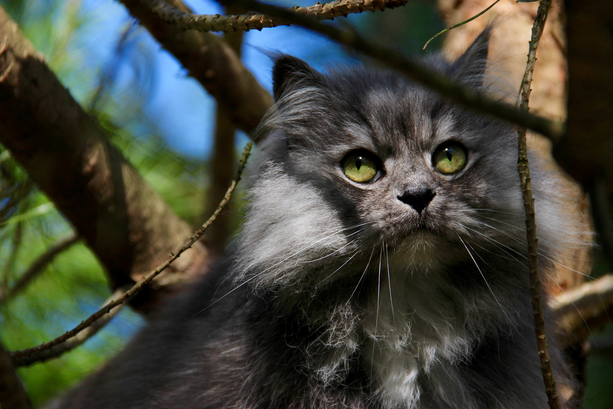 Canon EF-S 18-135mm F3.5-5.6 IS sample photo. Wood cat photography