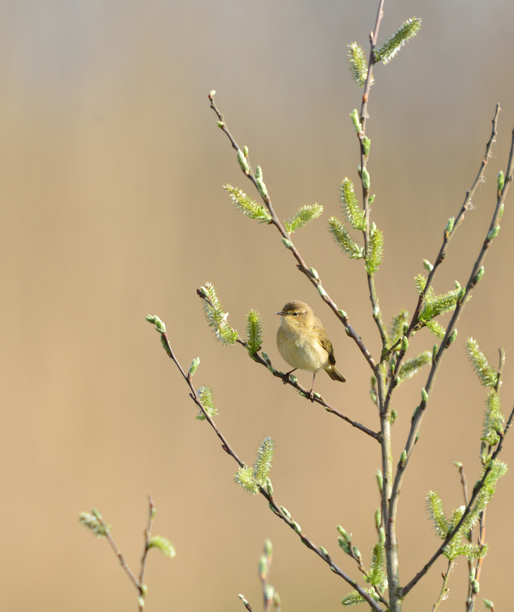 AF-S Nikkor 600mm f/4D IF-ED + TC-14E sample photo. Tjiftjaf photography