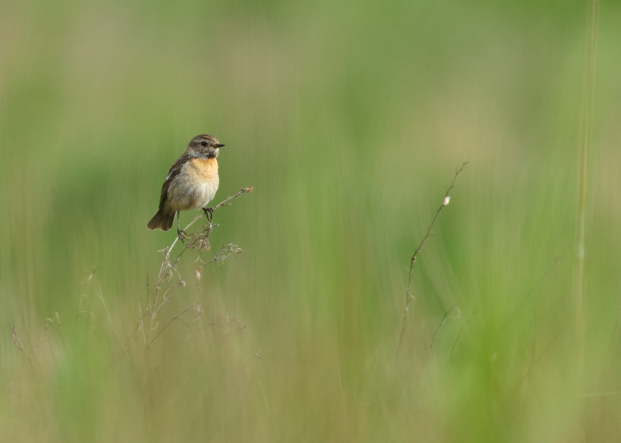 Nikon AF-S Nikkor 400mm F2.8D ED-IF II sample photo. Roodborsttapuit photography