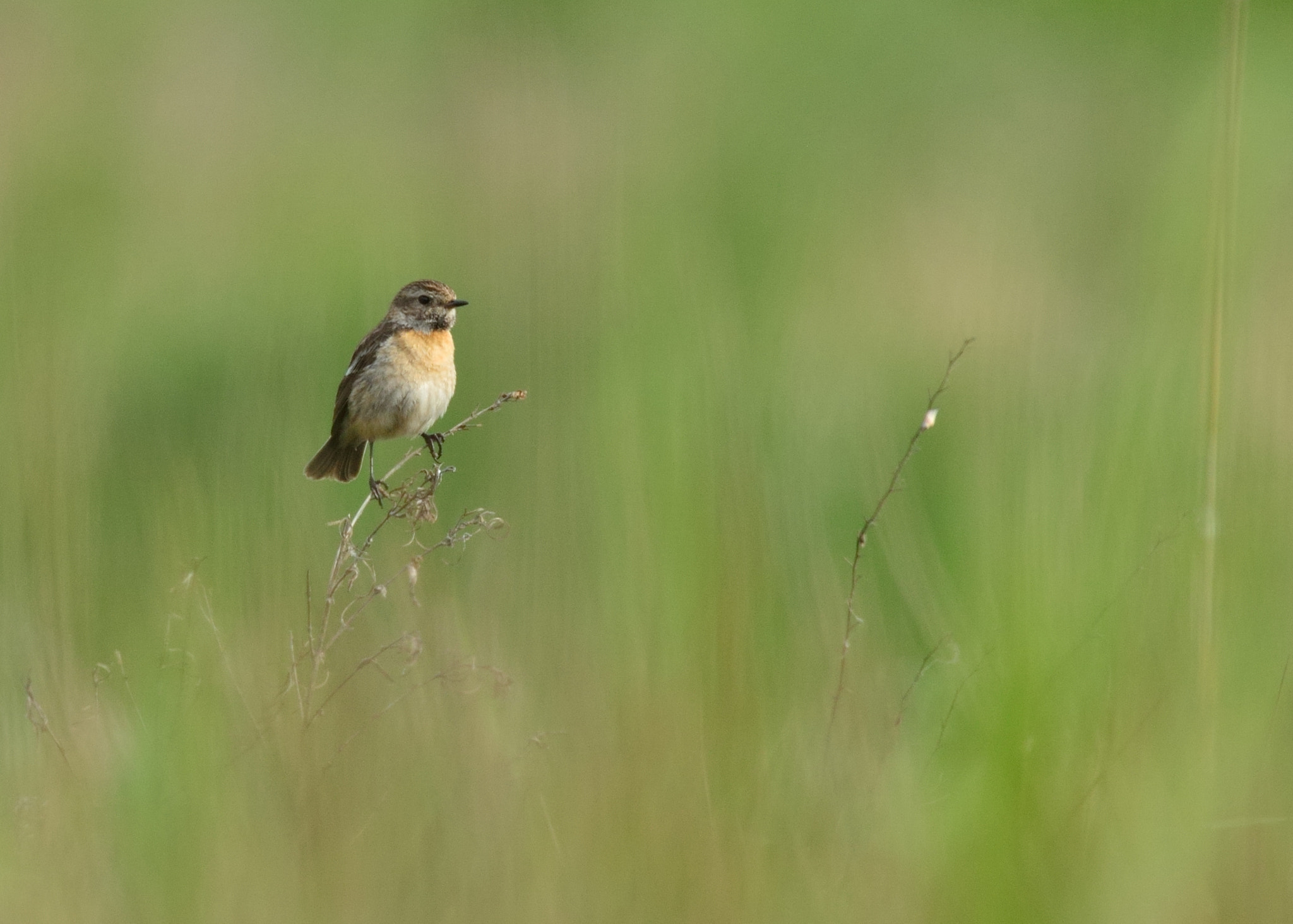 Nikon D600 + Nikon AF-S Nikkor 400mm F2.8D ED-IF II sample photo. Roodborsttapuit photography