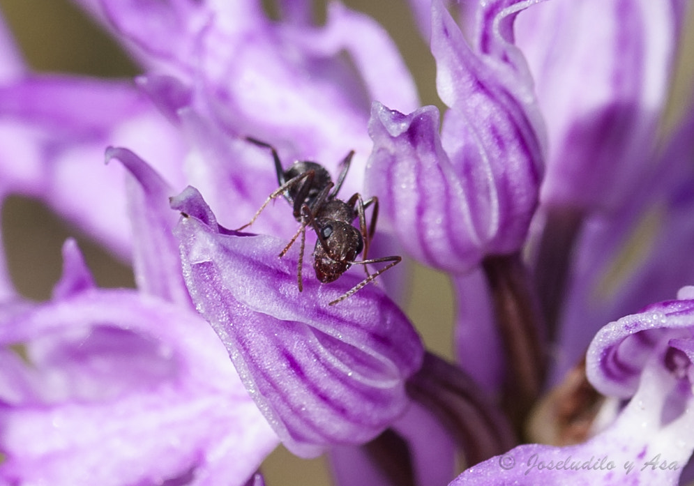 Canon EF-S 60mm F2.8 Macro USM sample photo. Enredando por la orquidea photography