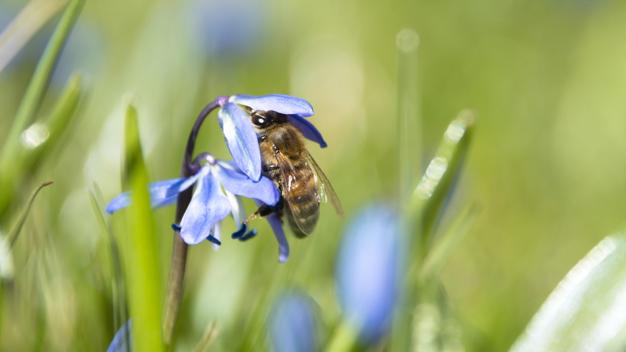 Nikon D3200 + AF Nikkor 35mm f/2 sample photo. To bee or not to bee photography