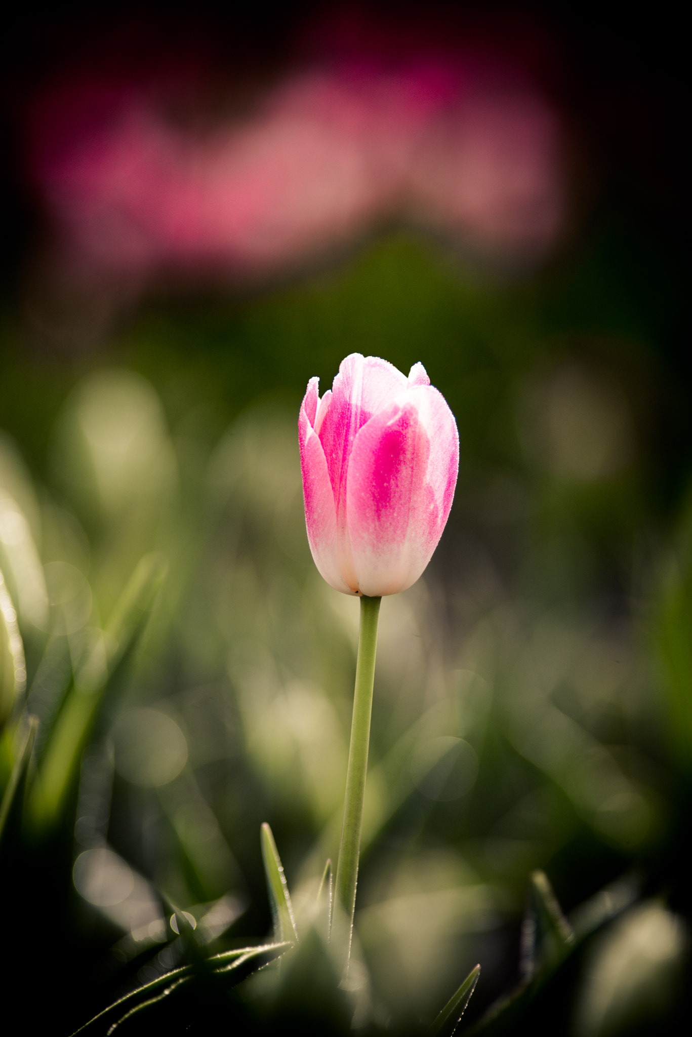 Nikon D610 + Nikon AF Nikkor 180mm F2.8D ED-IF sample photo. Tulip photography