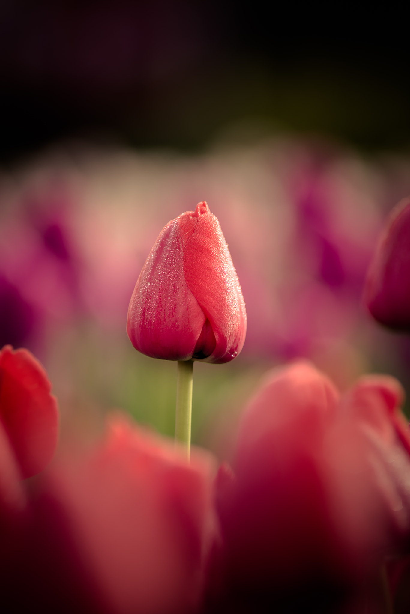 Nikon D610 + Nikon AF Nikkor 180mm F2.8D ED-IF sample photo. Red photography