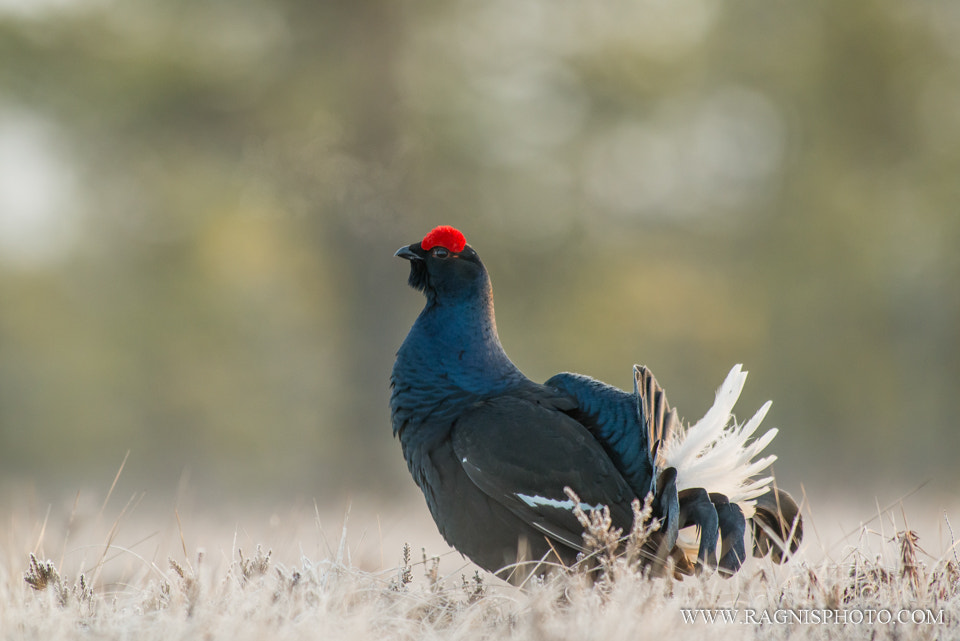 Nikon AF-S Nikkor 300mm F2.8G ED VR II sample photo. Black grouse in the frosty bog photography