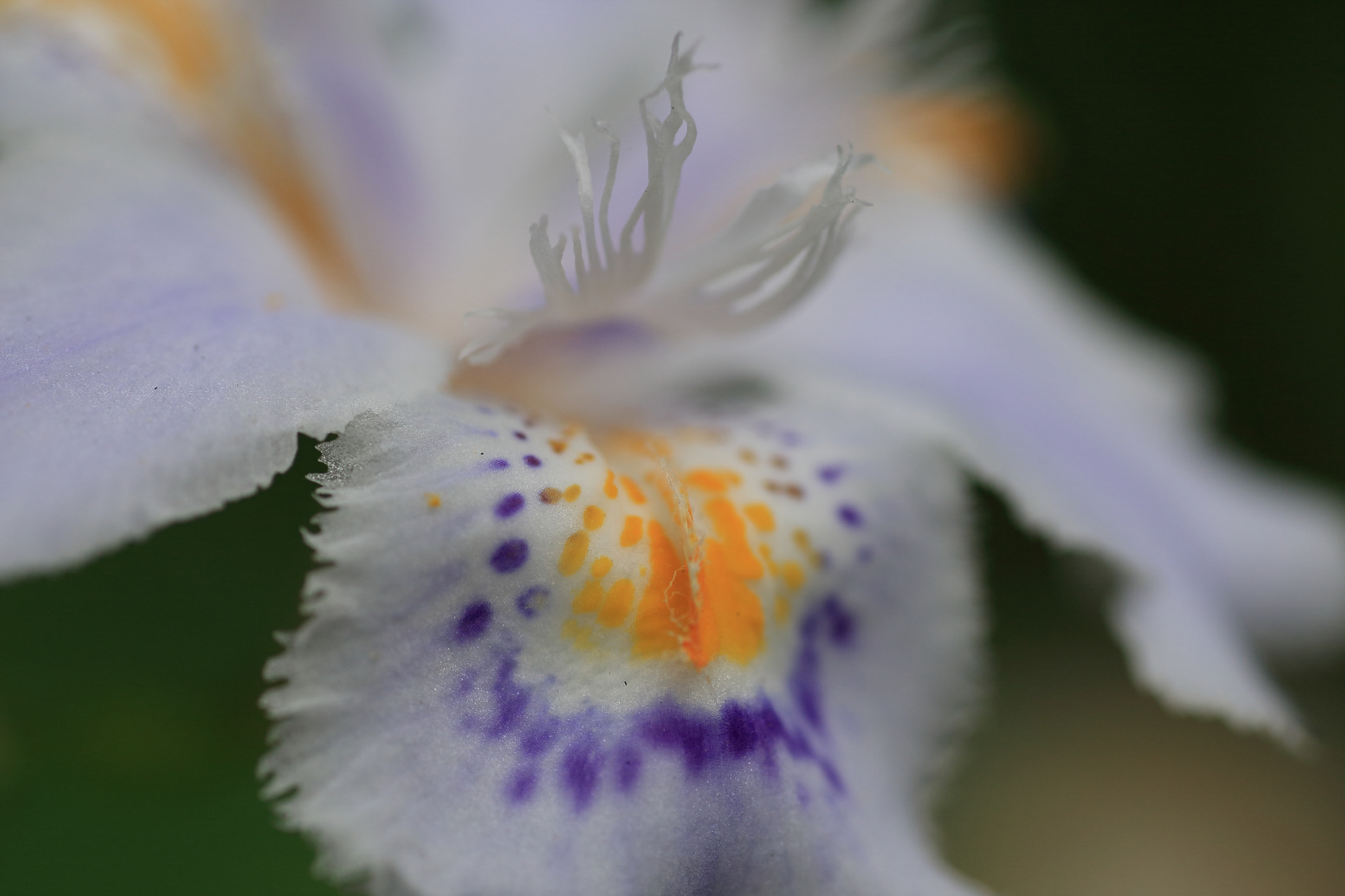 Tamron SP AF 90mm F2.8 Di Macro sample photo. シャガ photography