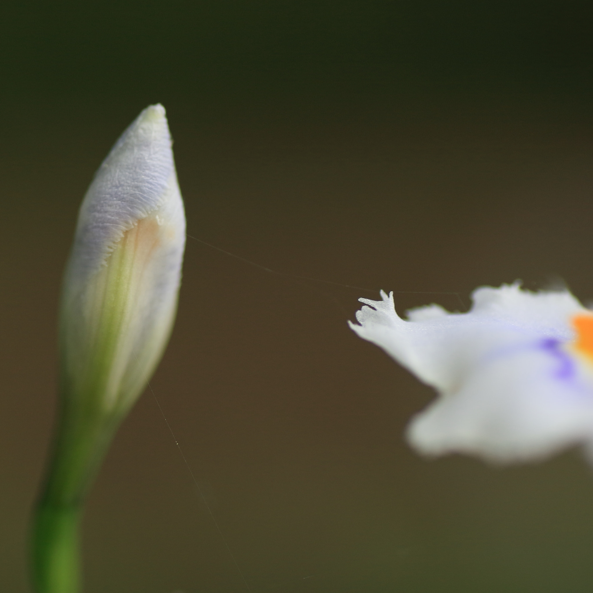 Canon EOS-1D Mark III + Tamron SP AF 90mm F2.8 Di Macro sample photo. シャガ photography